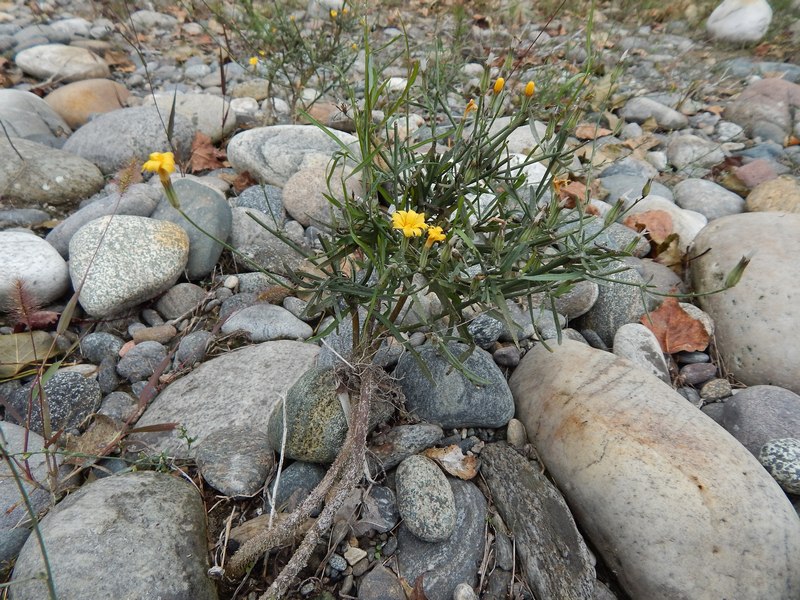 Chondrilla juncea